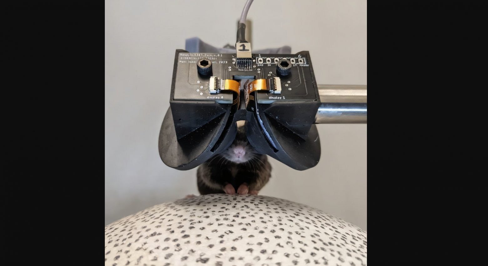 VR Glasses For Mice